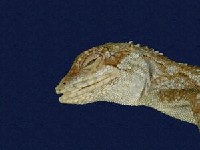 Short-legged japalura Collection Image, Figure 2, Total 7 Figures